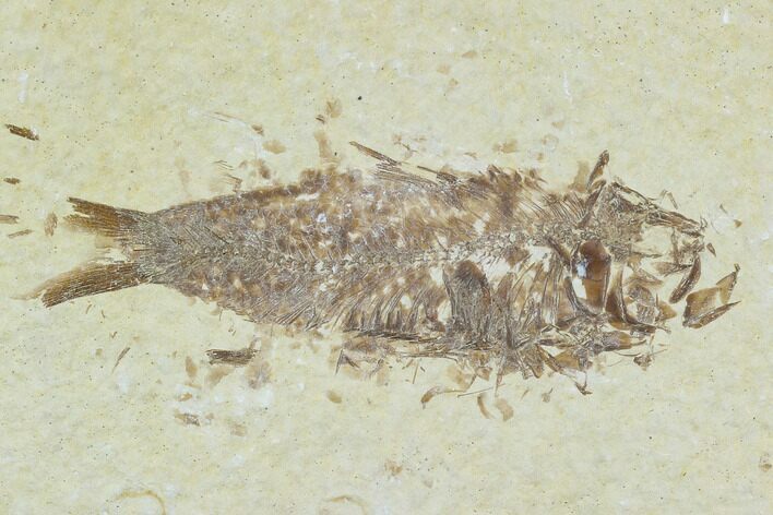Bargain Fossil Fish (Knightia) - Wyoming #120478